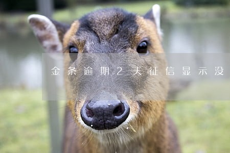 金条逾期2天征信显示没逾期 金条逾期2天征信显示没逾期