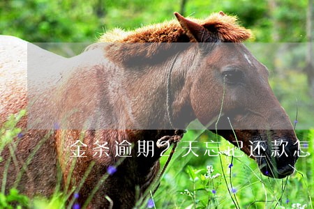 金条逾期2天忘记还款怎么办 金条逾期2天忘记还款怎么办