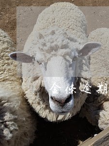 金条逾期31天还可以开通吗 金条逾期31天还可以开通吗