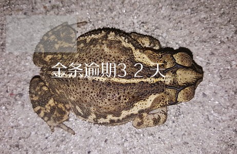 金条逾期32天 金条逾期32天