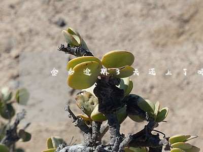 金条逾期3天还上了吗 金条逾期3天还上了吗