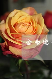金条逾期45天 金条逾期45天