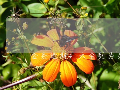 金条逾期4天会列为失信人吗 金条逾期4天会列为失信人吗