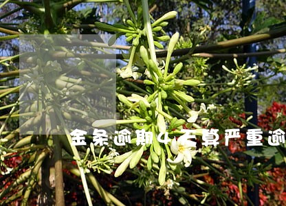 金条逾期4天算严重逾期吗 金条逾期4天算严重逾期吗