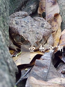 金条逾期4天还了能用吗 金条逾期4天还了能用吗