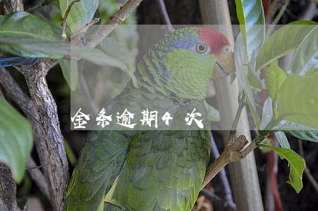 金条逾期4次