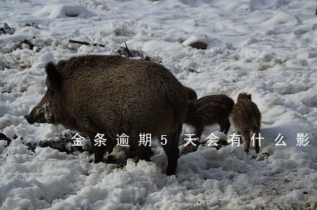 金条逾期5天会有什么影响 金条逾期5天会有什么影响