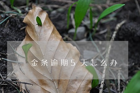 金条逾期5天怎么办 金条逾期5天怎么办