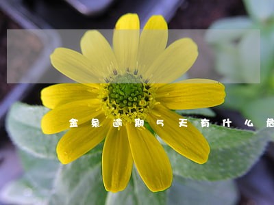 金条逾期5天有什么危害 金条逾期5天有什么危害