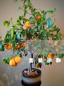 金条逾期5条收到短信 金条逾期5条收到短信