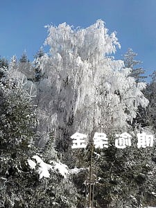 金条逾期6天会上征信吗 金条逾期6天会上征信吗