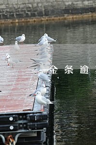 金条逾期81天了怎么办 金条逾期81天了怎么办