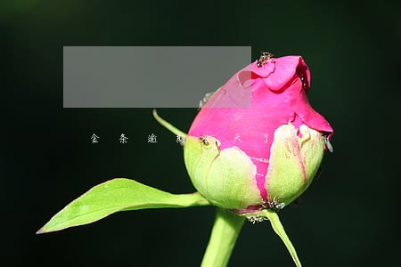 金条逾期8天了 金条逾期8天了