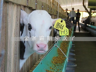 金条逾期8次了 金条逾期8次了