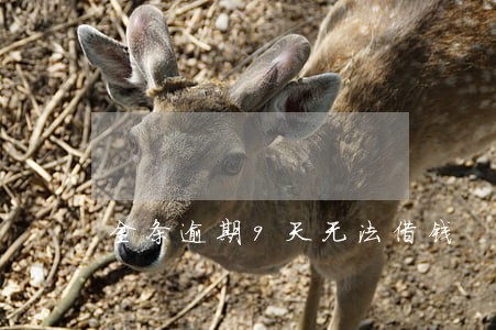 金条逾期9天无法借钱