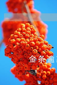 金条逾期一万一天多少利息 金条逾期一万一天多少利息