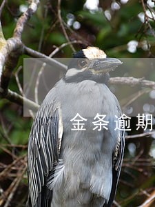 金条逾期一万二 金条逾期一万二