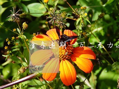 金条逾期一万二无力还上 金条逾期一万二无力还上