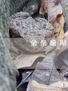 金条逾期一个多月一直发短信给我