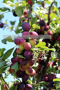 金条逾期一个星期会怎么样 金条逾期一个星期会怎么样