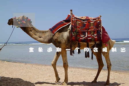 金条逾期一个月会限制出行吗 金条逾期一个月会限制出行吗