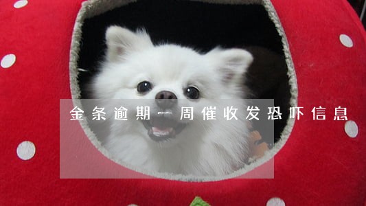 金条逾期一周催收发恐吓信息 金条逾期一周催收发恐吓信息