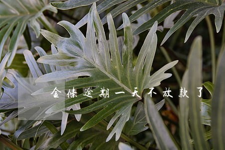 金条逾期一天不放款了 金条逾期一天不放款了
