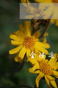 金条逾期一天会怎样 金条逾期一天会怎样