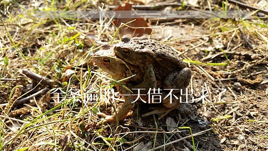 金条逾期一天借不出来了 金条逾期一天借不出来了