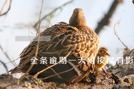 金条逾期一天对按揭有影响吗