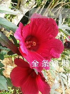 金条逾期一天就上征信厦门银行 金条逾期一天就上征信厦门银行
