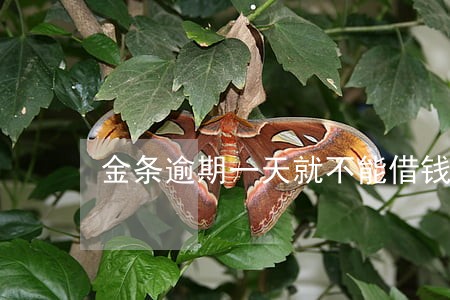 金条逾期一天就不能借钱了吗 金条逾期一天就不能借钱了吗