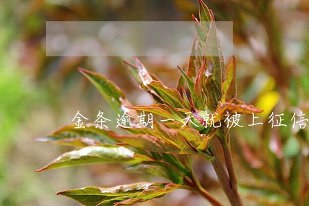金条逾期一天就被上征信 金条逾期一天就被上征信