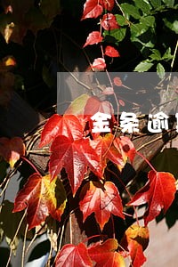 金条逾期一天显示一个月 金条逾期一天显示一个月
