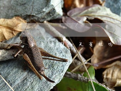 金条逾期一天有效吗 金条逾期一天有效吗