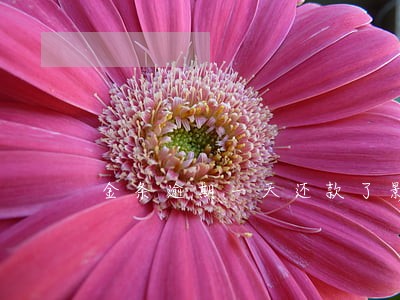 金条逾期一天还款了影响买车吗 金条逾期一天还款了影响买车吗