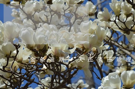 金条逾期一天还清还能提吗 金条逾期一天还清还能提吗