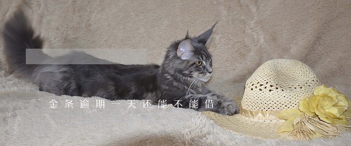 金条逾期一天还能不能借 金条逾期一天还能不能借