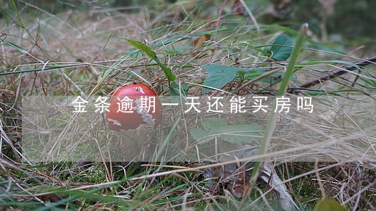 金条逾期一天还能买房吗 金条逾期一天还能买房吗