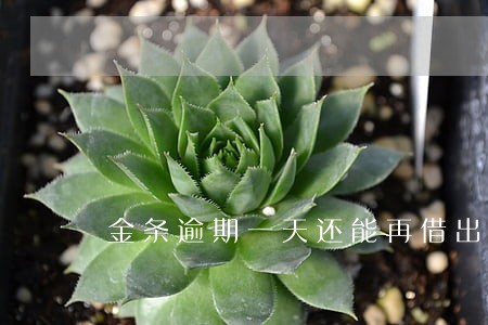 金条逾期一天还能再借出来吗