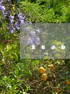 金条逾期一年后有影响吗