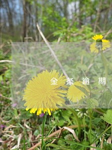 金条逾期一年多少天会上征信 金条逾期一年多少天会上征信