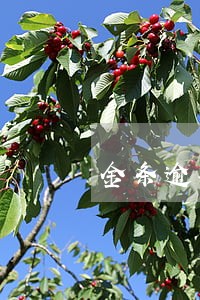 金条逾期一次小白信用 金条逾期一次小白信用