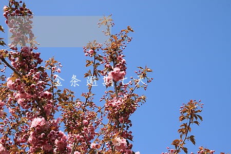 金条逾期七天 金条逾期七天