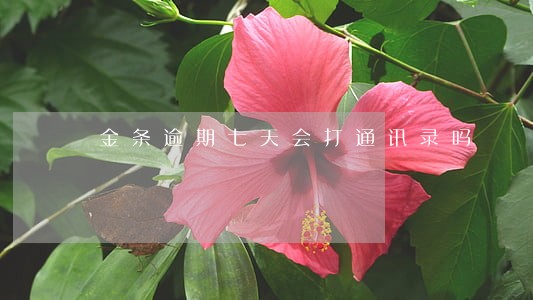 金条逾期七天会打通讯录吗 金条逾期七天会打通讯录吗