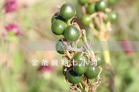 金条逾期七小时