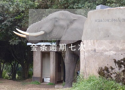 金条逾期七次 金条逾期七次