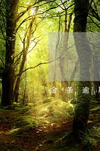 金条逾期三十天怎么办 金条逾期三十天怎么办