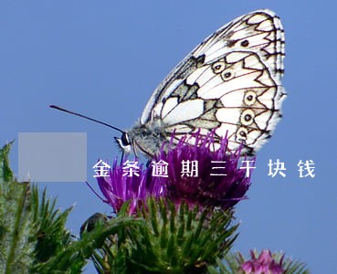 金条逾期三千块钱 金条逾期三千块钱