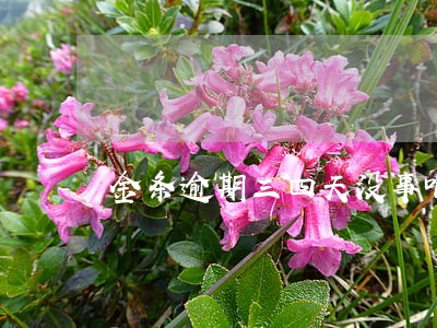 金条逾期三四天没事吧 金条逾期三四天没事吧